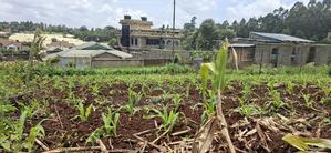 Kikuyu Ondiri 100x100 Plot Available for Sale - thumbnail 2