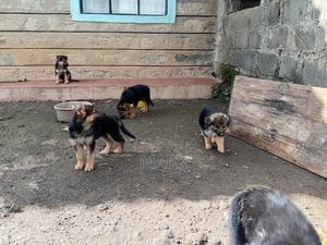 1-3 months Male Purebred German Shepherd - thumbnail 2