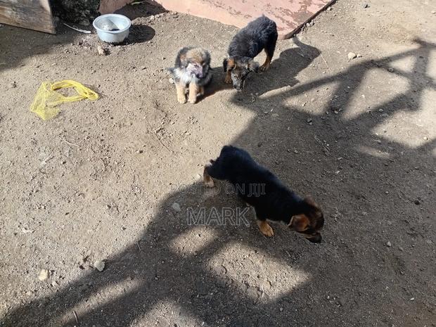 1-3 months Male Purebred German Shepherd - thumbnail 3