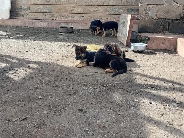 1-3 months Male Purebred German Shepherd - thumbnail 4