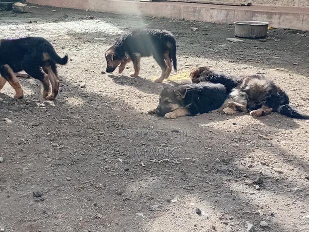 1-3 months Male Purebred German Shepherd - thumbnail 5