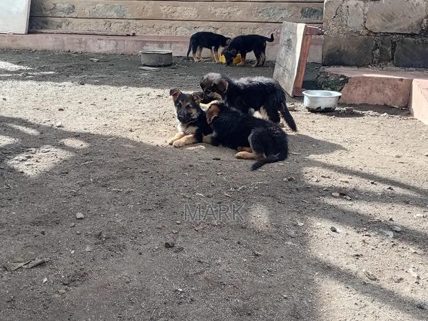 1-3 months Male Purebred German Shepherd - thumbnail 6