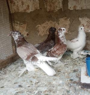 Shungi Flair - main view