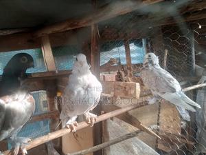 Short Peaks - thumbnail 2