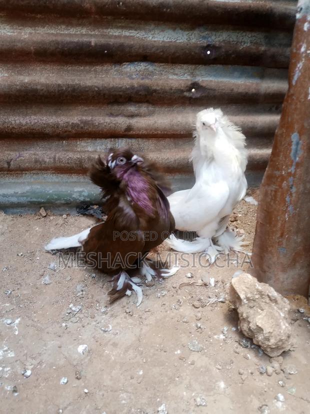 American Saints - main view