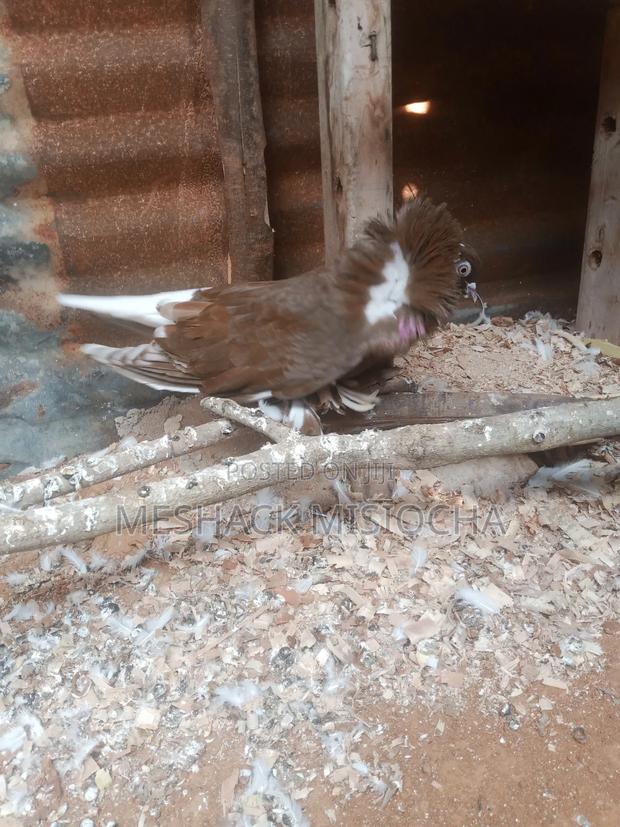 American Saints - thumbnail 3