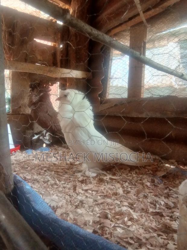 American Saints - thumbnail 4