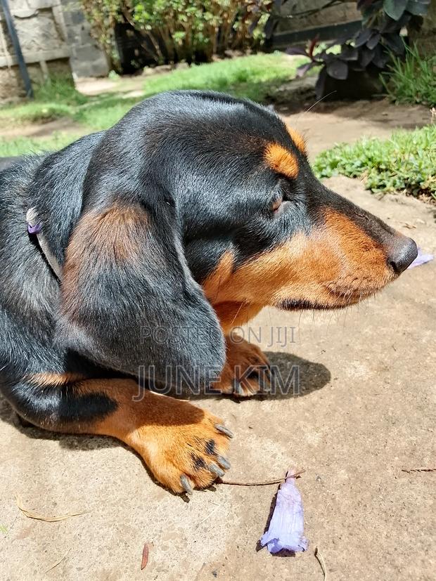 6-12 months Female Purebred Dachshund - thumbnail 4