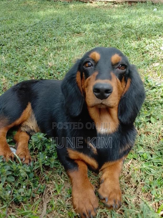 6-12 months Female Purebred Dachshund - thumbnail 5