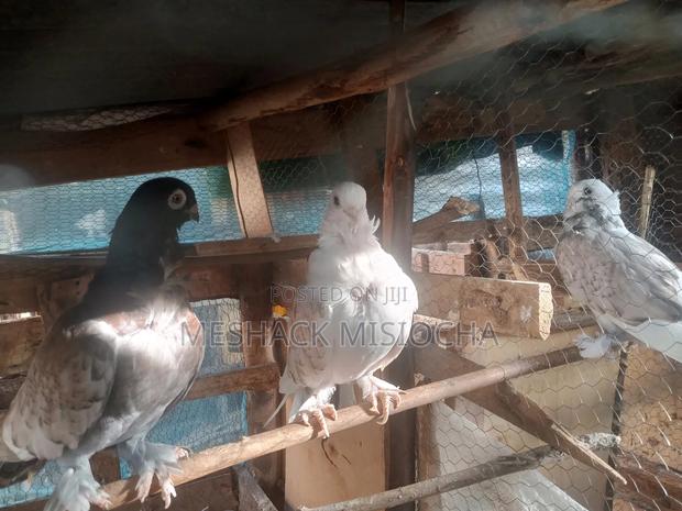 Short Peaks - thumbnail 3