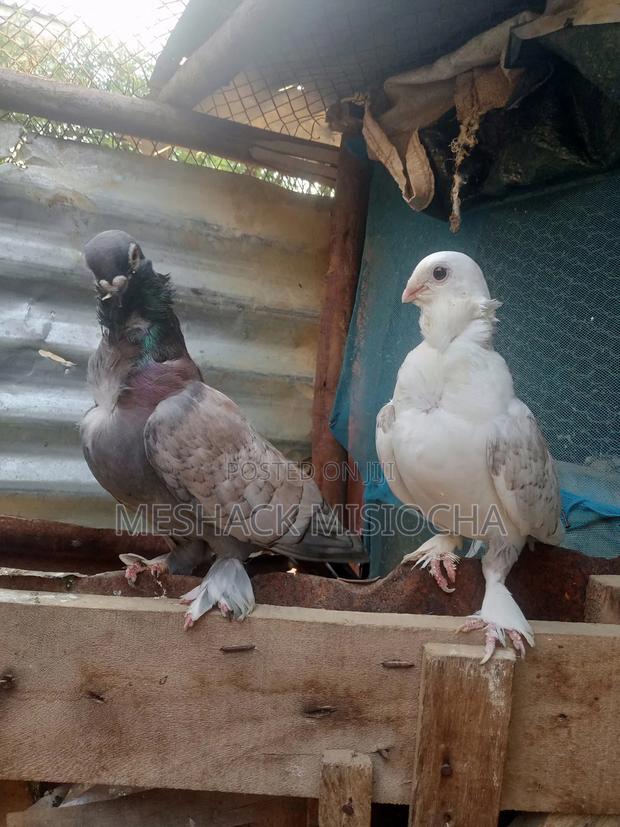 Short Peaks - thumbnail 4