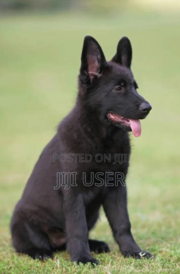 3-6 months Female Purebred German Shepherd