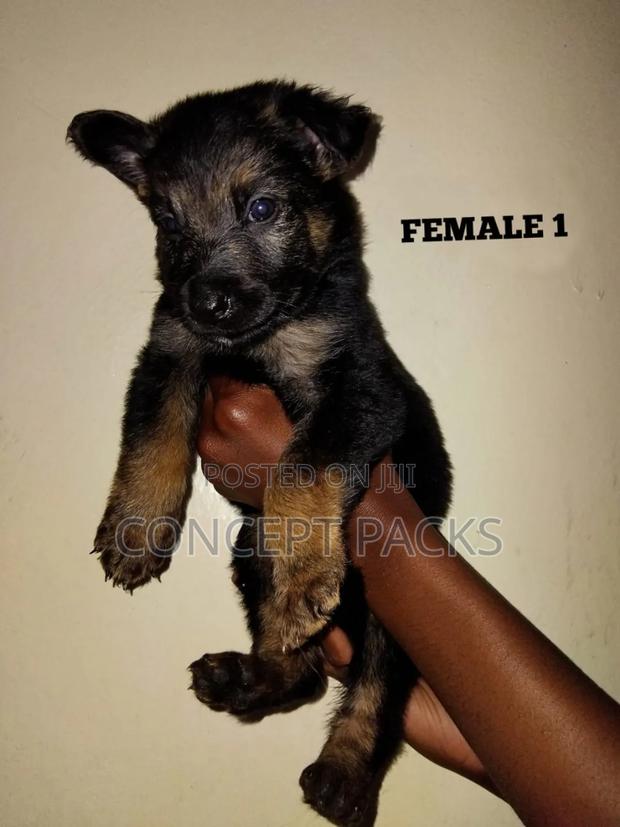 1-3 months Female Purebred German Shepherd - thumbnail 2