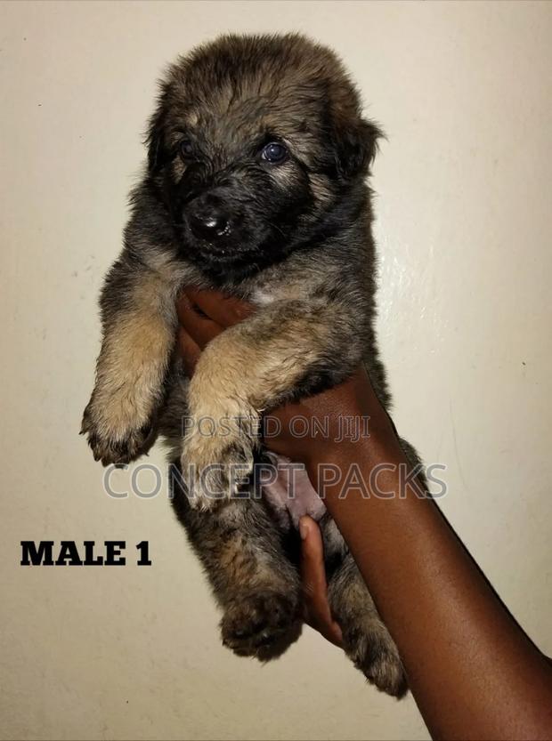 1-3 months Female Purebred German Shepherd - thumbnail 3