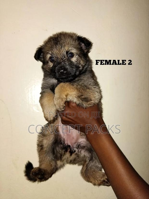 1-3 months Female Purebred German Shepherd - main view