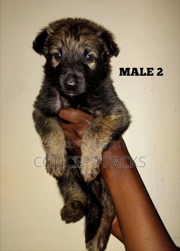 1-3 months Female Purebred German Shepherd - thumbnail 4