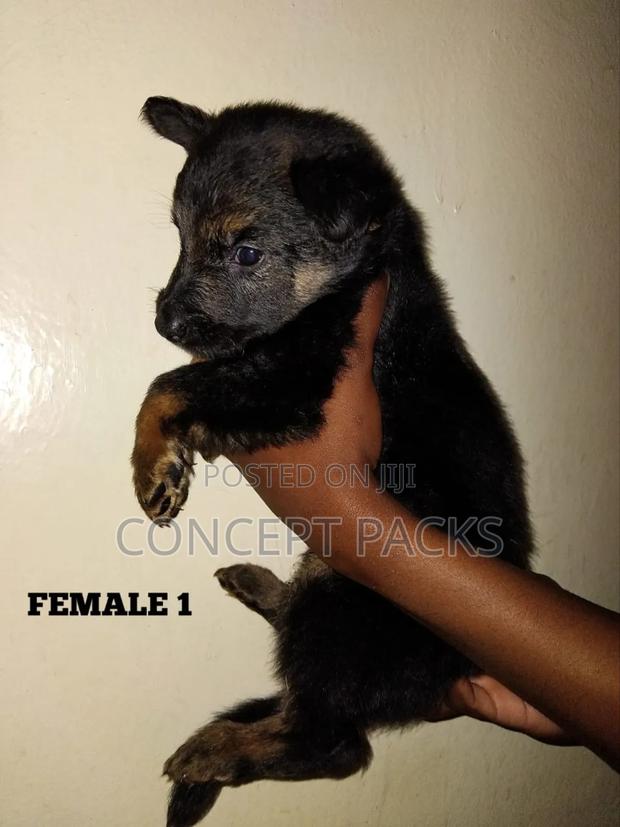 1-3 months Female Purebred German Shepherd - thumbnail 5