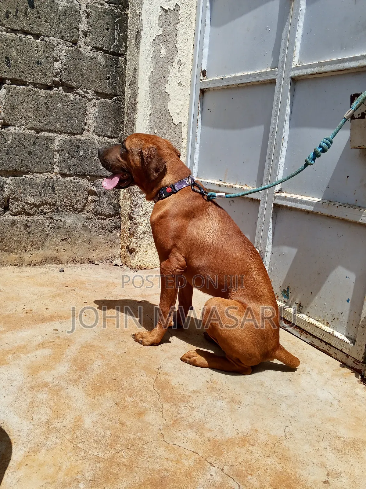 Demwa Dogs