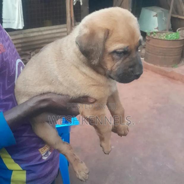 1-3 months Female Purebred Boerboel