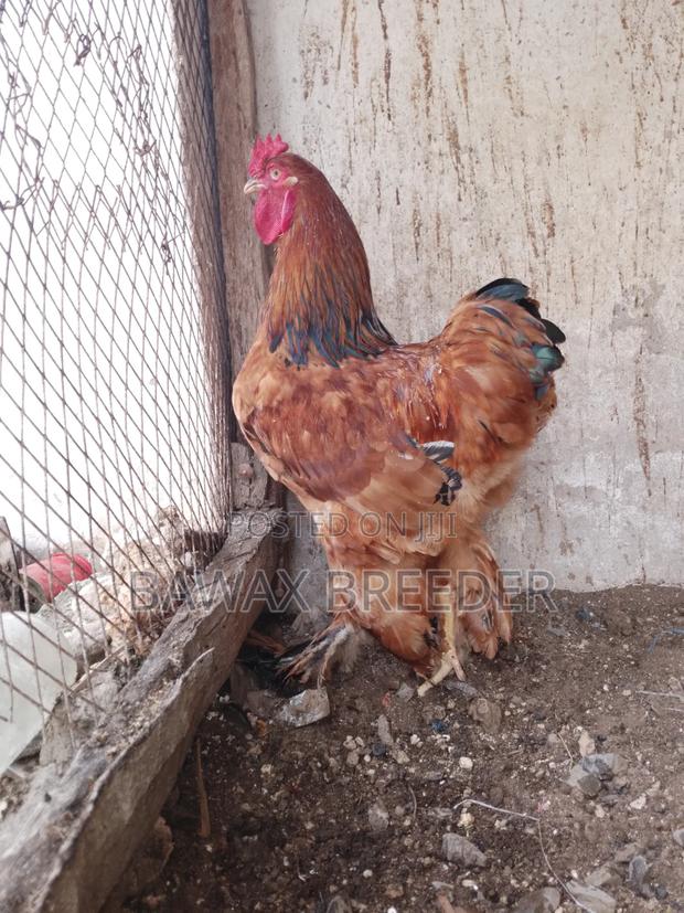 Upcoming Male Brahma Chicken - thumbnail 7