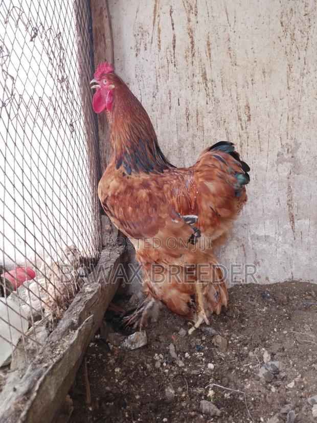 Upcoming Male Brahma Chicken - thumbnail 8