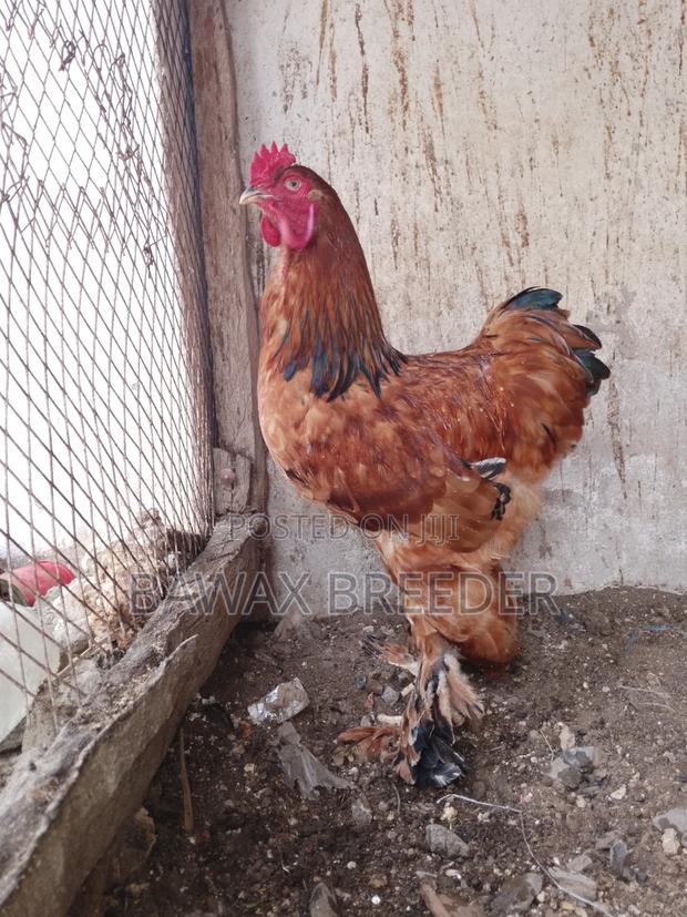 Upcoming Male Brahma Chicken - thumbnail 10