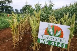 We 4141 Hybrid Seeds Tsavo - thumbnail 2