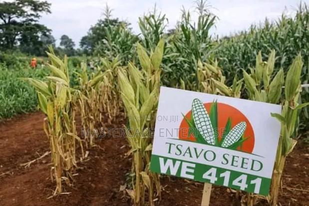 We 4141 Hybrid Seeds Tsavo - main view