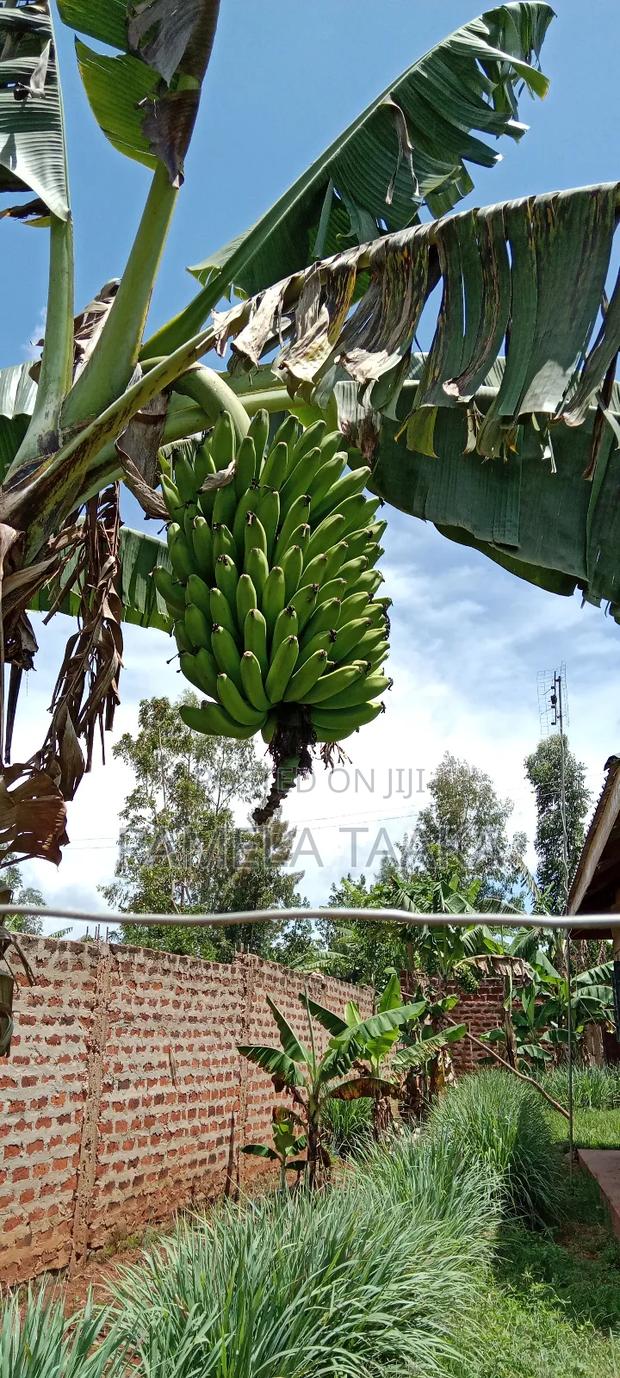 Ripe Bananas/Ndizi Ya Kuivisha