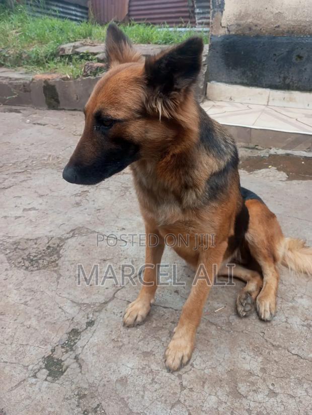 6-12 months Female Purebred Boerboel - main view