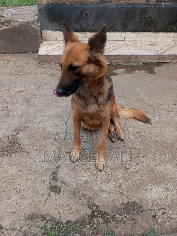 6-12 months Female Purebred Boerboel - thumbnail 3