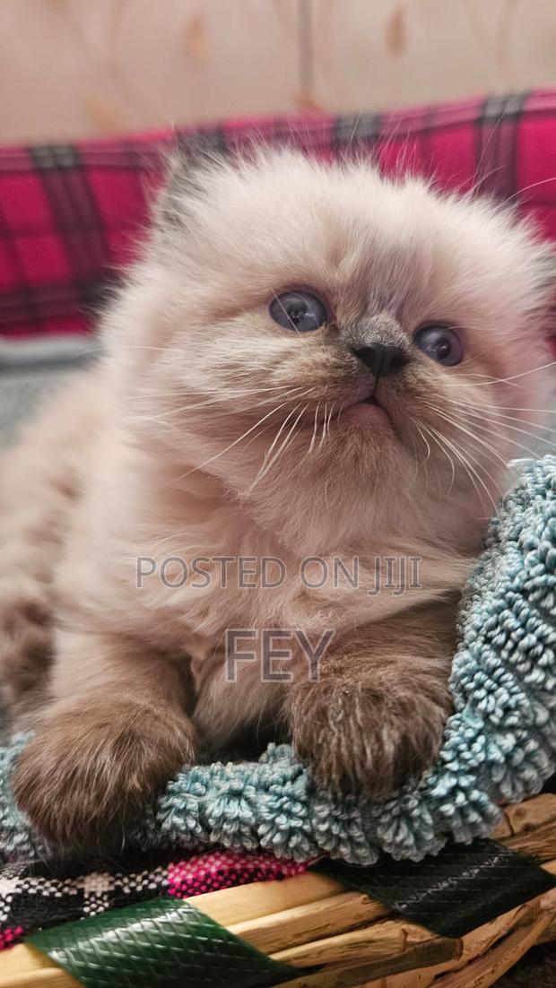 1-3 months Female Purebred Persian - main view