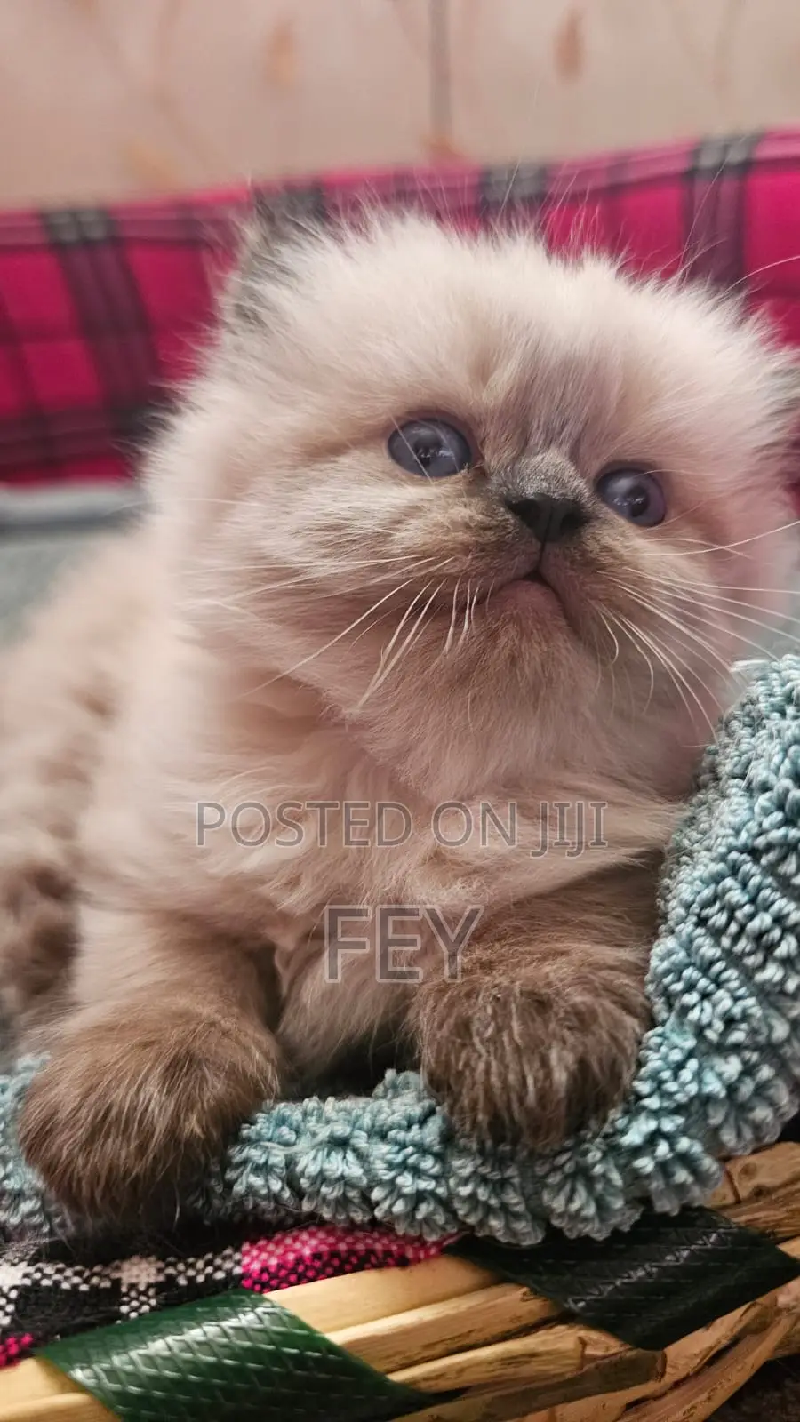 1-3 months Female Purebred Persian