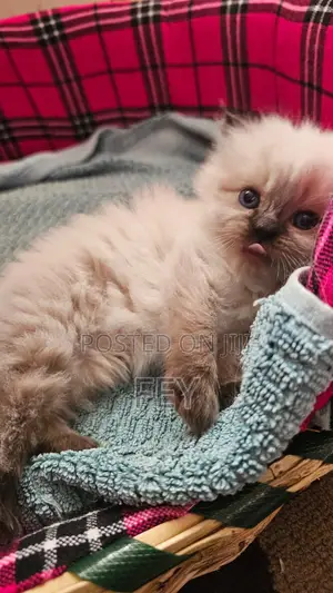 1-3 months Female Purebred Persian