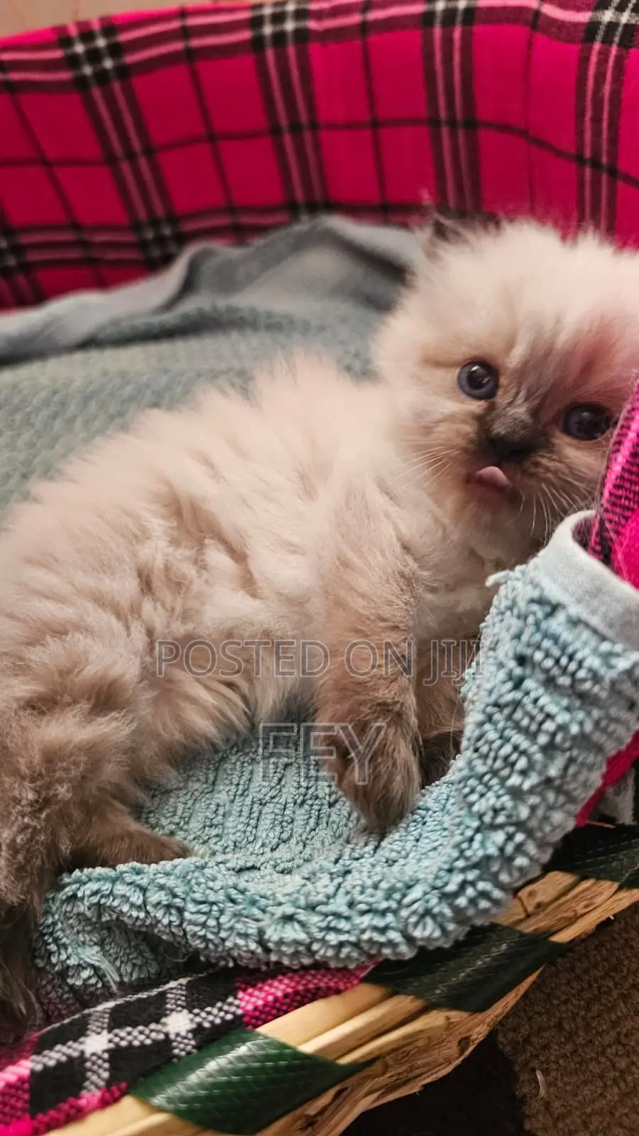 1-3 months Female Purebred Persian