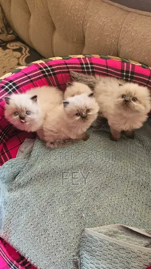 1-3 months Female Purebred Persian