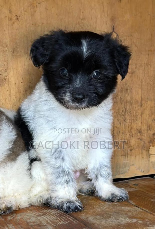1-3 months Male Purebred Havanese - main view