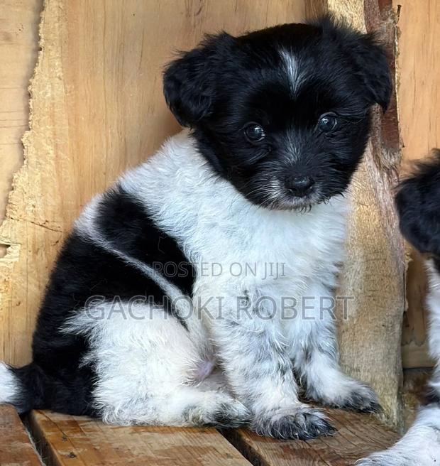 1-3 months Male Purebred Havanese - thumbnail 2