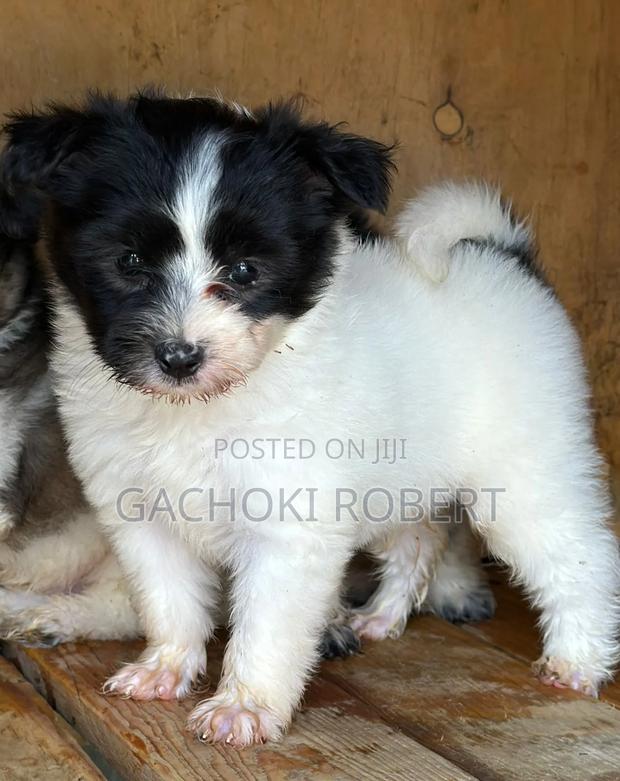 1-3 months Male Purebred Havanese - main view