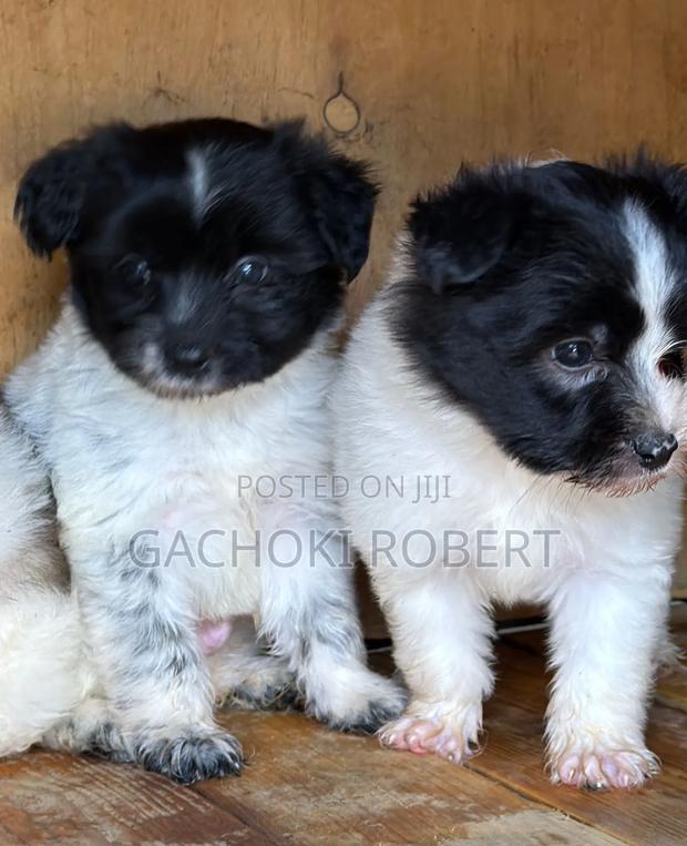 1-3 months Male Purebred Havanese - thumbnail 2