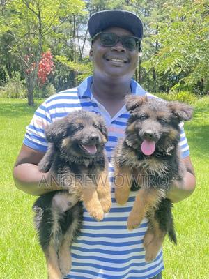 1-3 months Male Purebred German Shepherd - thumbnail 2