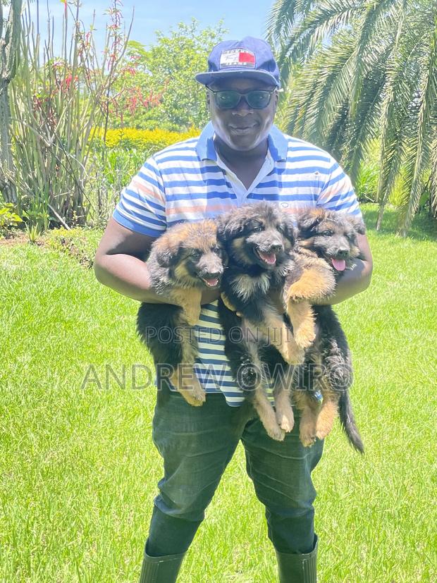 1-3 months Male Purebred German Shepherd - thumbnail 3