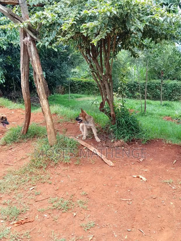 3-6 months Male Mixed Breed German Shepherd - thumbnail 5