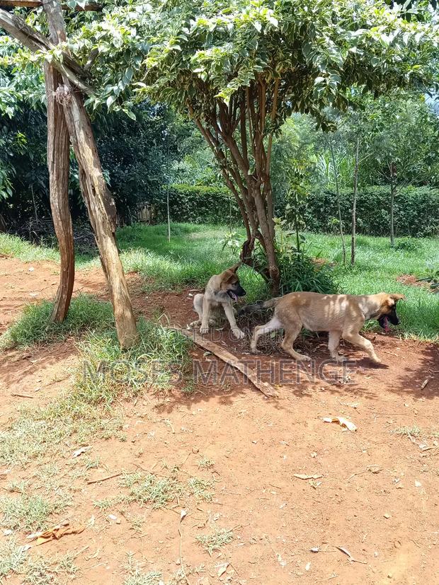 3-6 months Male Mixed Breed German Shepherd - thumbnail 6