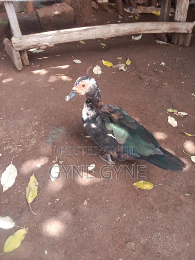 Ducks for Sale - main view
