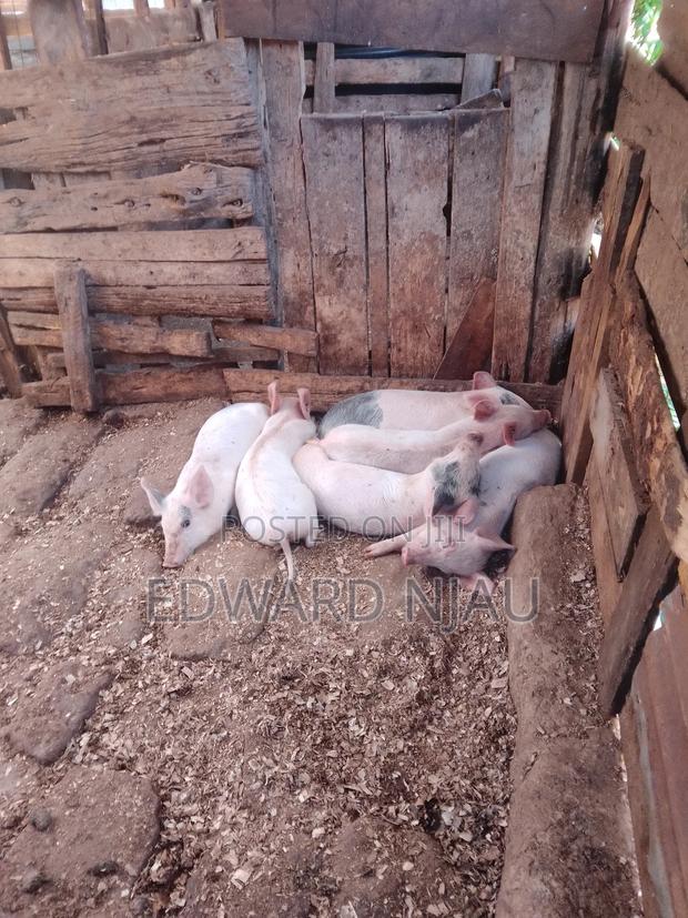 Animals(Piglets. - main view