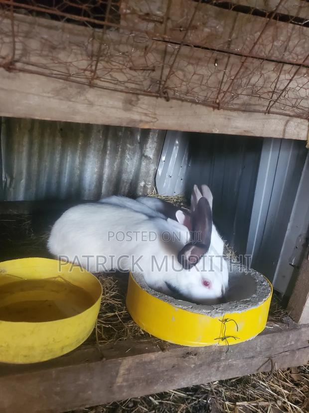 Rabbits for Sale
