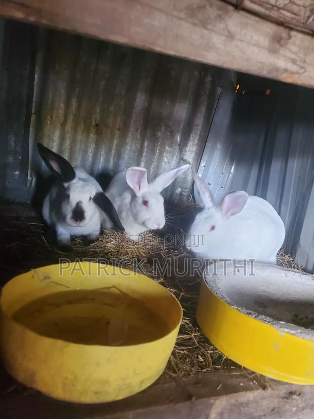 Rabbits for Sale - thumbnail 2