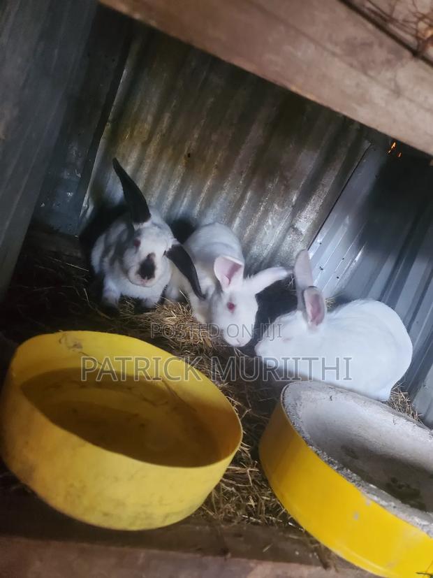 Rabbits for Sale - thumbnail 3