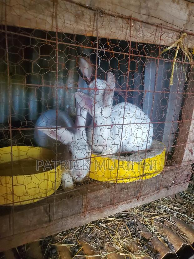 Rabbits for Sale - thumbnail 4